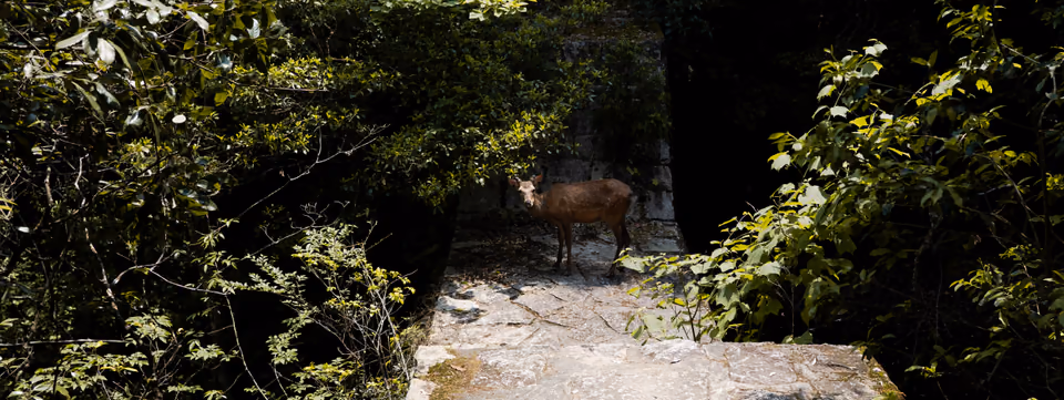 Deer in the woods