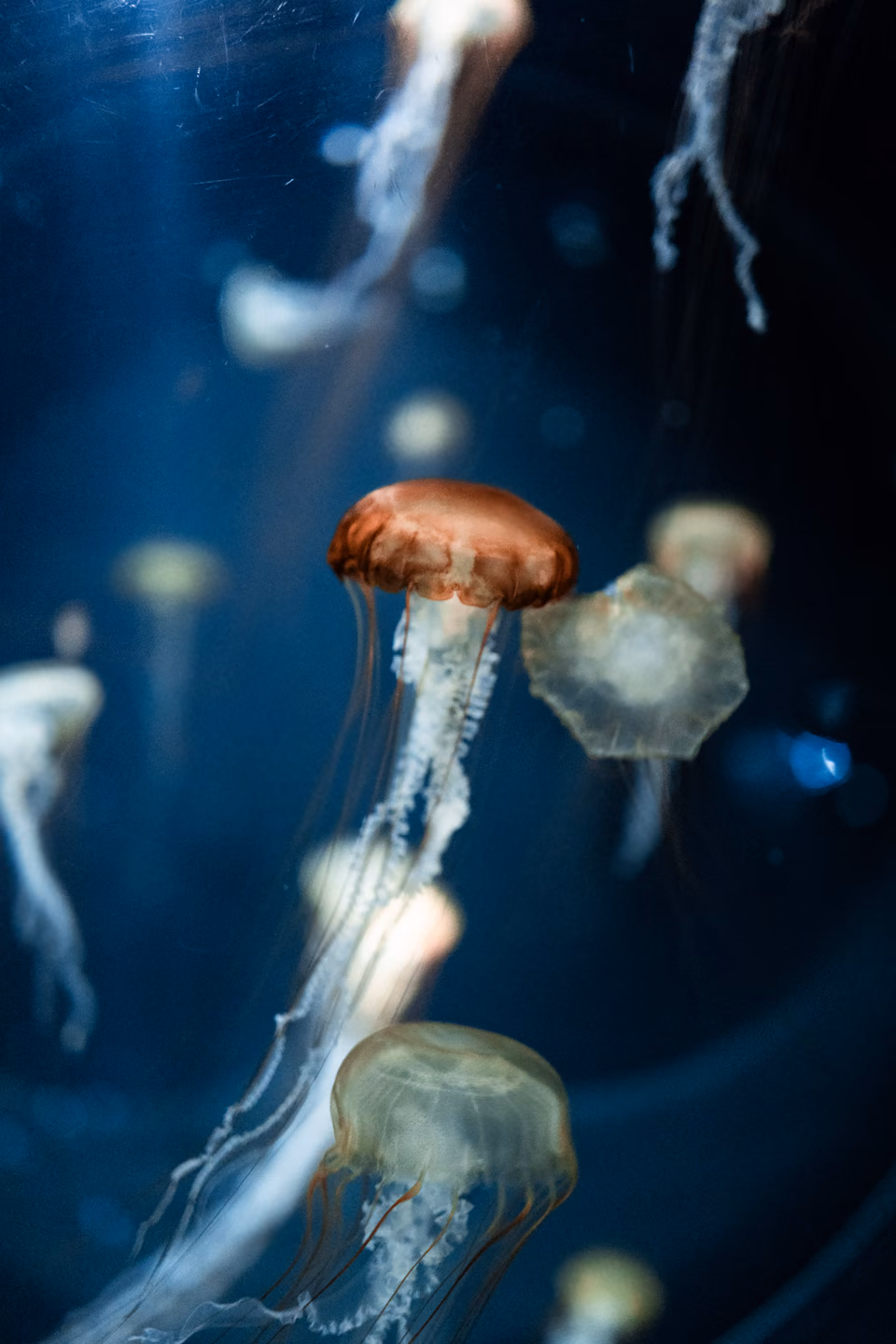 Jellyfish