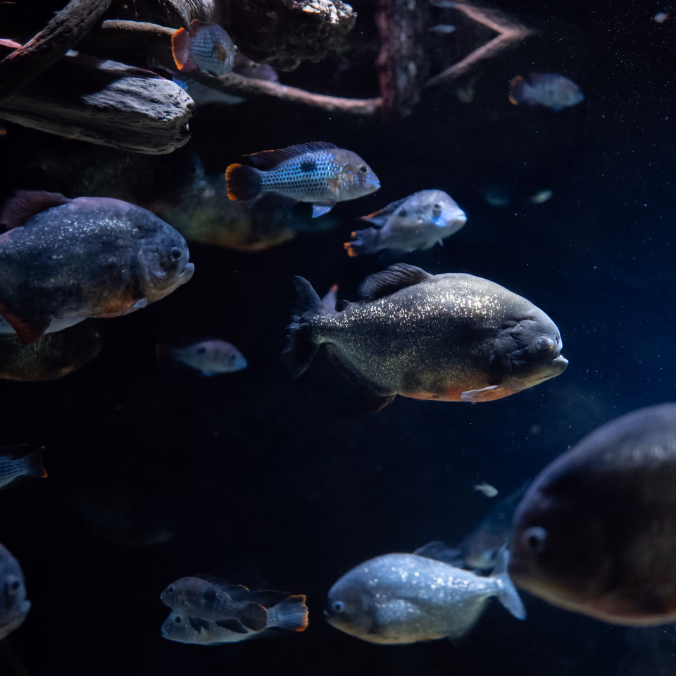 Piranhas