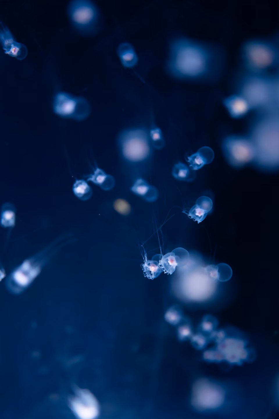 Tiny jellies